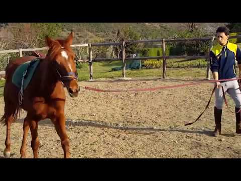 Video: Come Addestrare Un Cavallo Giovane