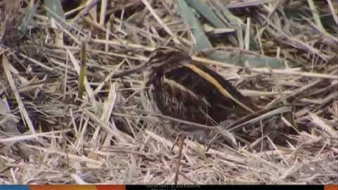 Lassie - A powerful retrieval client for Filecoin and IPFS