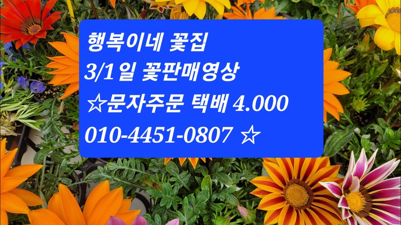행복이네 꽃집 3/1일 ●꽃판매영상 ● 문자주문 010-4451-0807  많은 사랑 부탁드립니다. 💕 