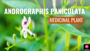 Amazing Health Benefits Of Andrographis Paniculata | King Of Bitters | Medicinal Plant