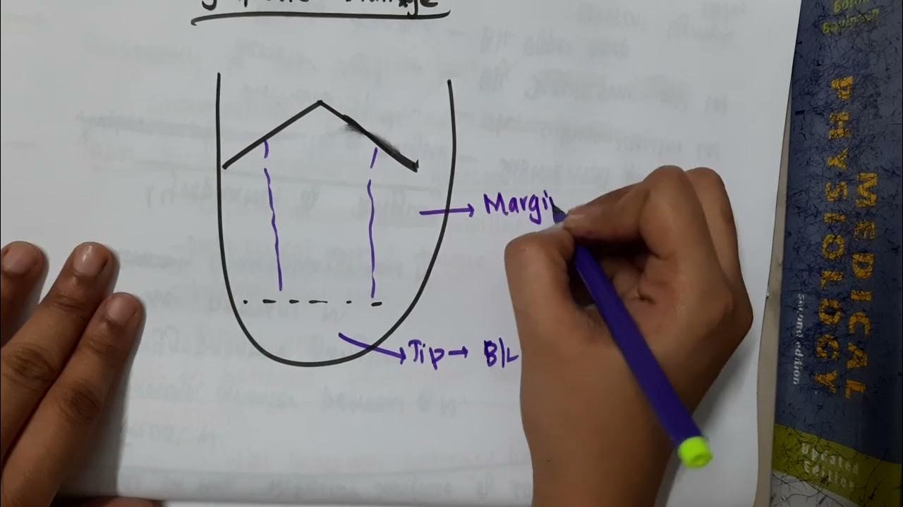 Lymphatic Drainage of Tongue Anatomy YouTube