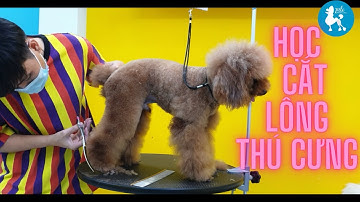 Học cắt tỉa lông chó | Dạy cắt lông chó chuyên nghiệp | Zuli Pet