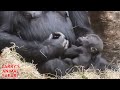 Gorilla update  nneka is gone  but kunda is safe    gorillas