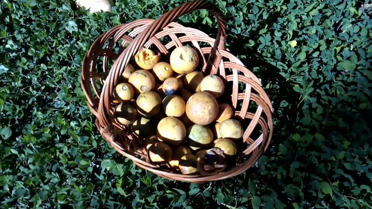 Guirajoiba (Strychnos trinervis)