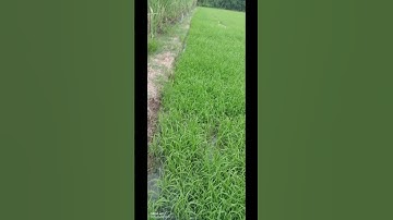 bể bờ ngập 4n 4đ nay 27nss 17kg ure 8kg dap trùm mền luôn á