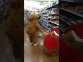 walmart shop with me pretty cool #wallmart