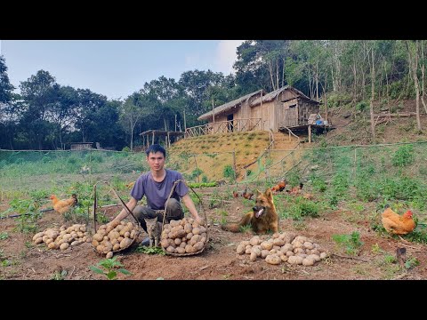 Video: Uzgoj taroa u kontejnerima: kako se brinuti za lončane taro biljke