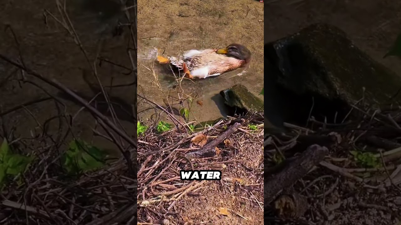 Ducks Relaxing on the Water (@fluffies.duck /IG) 