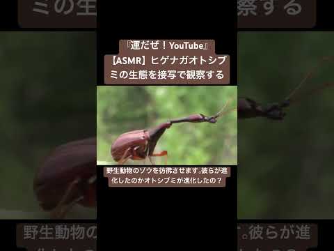 【ASMR】ヒゲナガオトシブミの生態を接写で観察する #sdgs #クワガタ #虫の音 #bug #sound #昆虫 #虫の声 #insects #mating #environment #昆虫