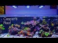 Caspers reef  worldwide corals 4k tank tour