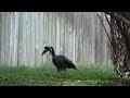 view Building a Beak for Karl, the Zoo&apos;s Abyssinian Ground Hornbill digital asset number 1