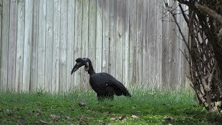 Building a Beak for Karl, the Zoo's Abyssinian Ground Hornbill