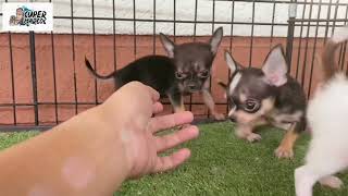 Teacup Chihuahua Puppies | SUPER MARCOS VLOG by Super Marcos 550 views 2 years ago 56 seconds