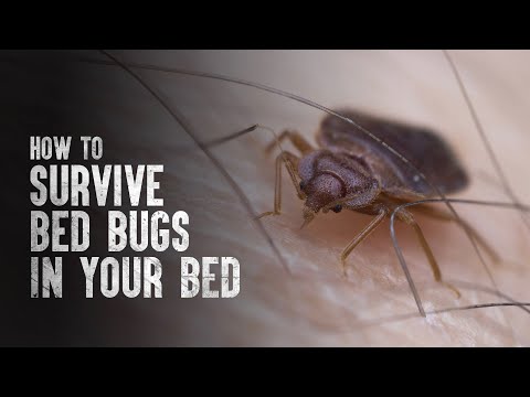 Video: «Հեռատեսություն» Bedbugs- ի համար `արտադրանքի օգտագործման հրահանգներ: Ինչպե՞ս նոսրացնել դեղը: Թույնի կազմը և արդյունավետությունը: Հաճախորդների ակնարկներ