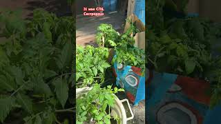 А Вы посадили свои томатики? #томатыгномы #дача #томаты #огород #огороднаподоконнике #огород2025