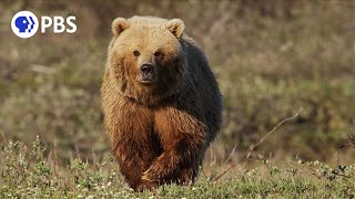 Grizzly Bear Hunts Caribou Herd