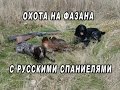 Охота на фазана с русскими спаниелями 2016! Pheasant hunting with Russian Hunting Spaniels!