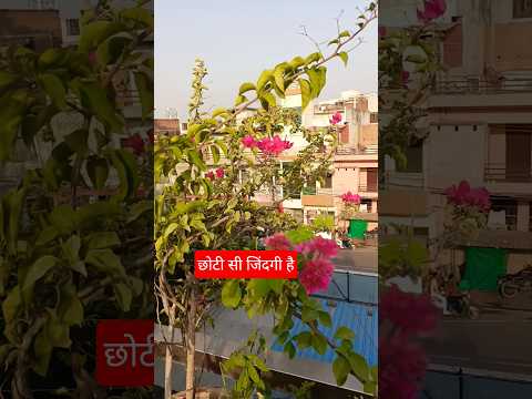 छोटी सी जिंदगी है हंस के जियो#subscribe#🙏🏻😍 #cookingrecipe  #howtomakebesanladoo #motivational🙏🏻||