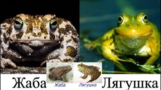 ЛЯГУШКИ и ЖАБЫ - Чем они отличаются друг от друга?