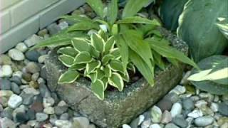 Hostas in Containers