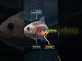The Fish That Survived Without Sunlight #shortsfeed #usa #fish