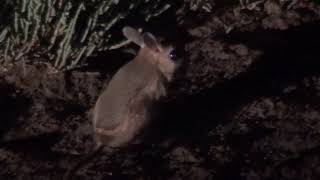 Копия видео "тушканчик в степи Дагестана jerboa in the desert of Dagestan" Копия видео "тушканчик в степи Дагестана jerboa in the desert of Dagestan"