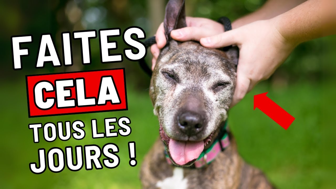 10 secrets qui TRANSFORMENT la vie de votre chien ! (Vous n’allez pas croire le n°1)