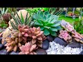 Terracotta Bowl Succulent Arrangement