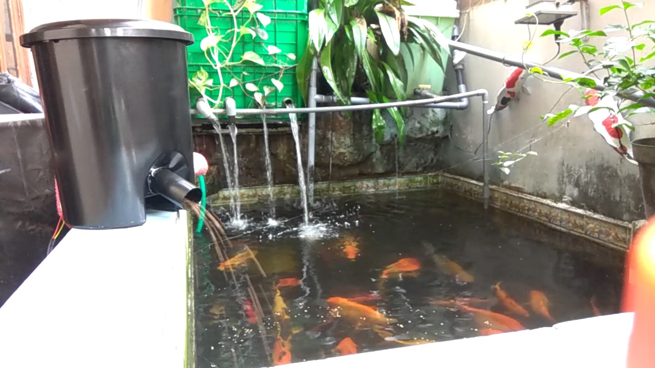 koi pond auto feeder