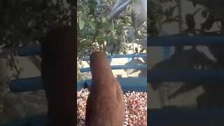 Spice finch #birds #birdcam #birdfeeder #birdslover #birdlife #nature #shorts #bird #birdslovers