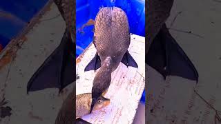 Bird Swallow A Big Fish