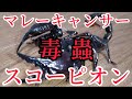 [サソリ] マレーキャンサースコーピオン の飼育環境のとは。毒蟲の魅力に迫る。