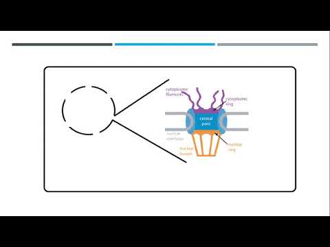 Video: Hoe verlaat mRNA kern?