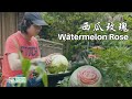 「 Watermelon Rose Carving 丨果雕玫瑰」4K UHD丨小喜XiaoXi丨手工自制雕花刀，在普通西瓜上种出了一朵“玫瑰花”