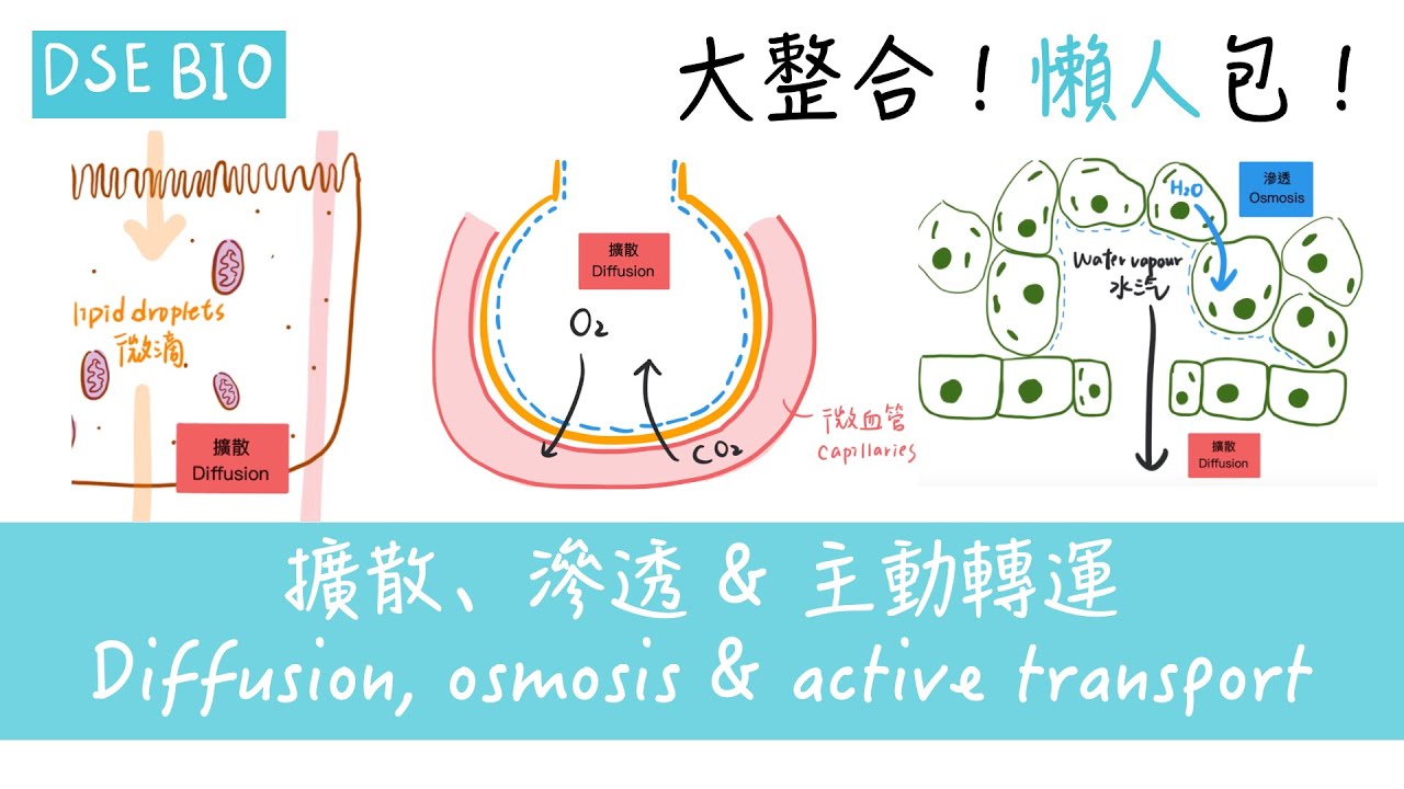 [DSE BIO] 大整合！邊個過程係「擴散 diffusion」、「滲透 osmosis」定「主動轉運 active transport ...