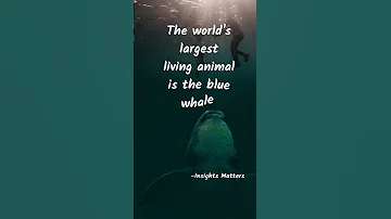 The 200 ton Living creature | Whales .