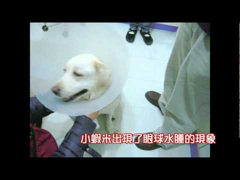 勇敢的小蝦米.mpg