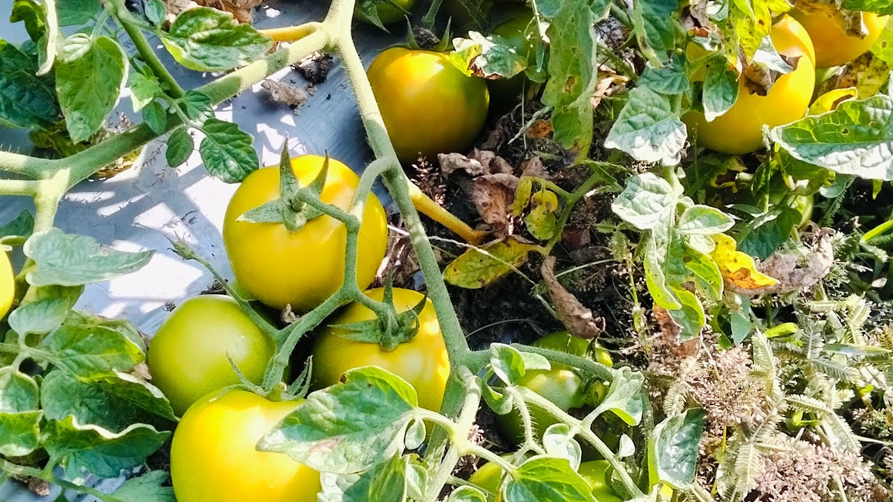 Tamatar bandhne ka kam chal raha hai 🍅☝️