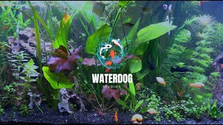 Relax from Your Day!  Live Planted Aquarium and Lofi