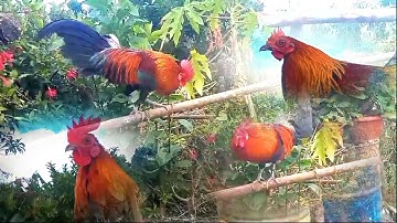 saib me nyuam qaib dib qaib qus pom 3 zoo nkauj thiab qua zoo heev li nyiam nug tau nawb