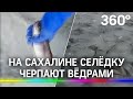 Аномальное количество селёдки. На Сахалине селёдку черпают вёдрами. Безопасно ли её есть? - видео