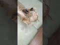 Thư giãn cùng Mèo con nghịch ngợm