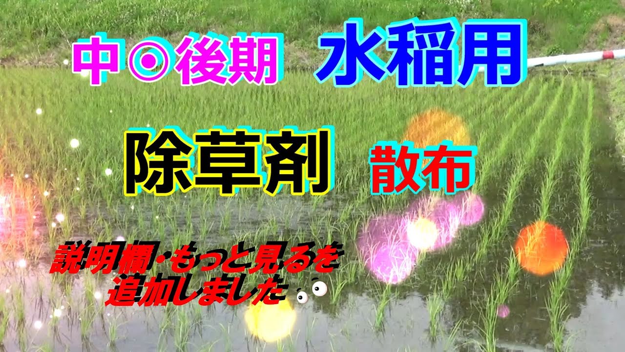 ヒエ専用水稲除草剤散布　クリンチャー粒剤