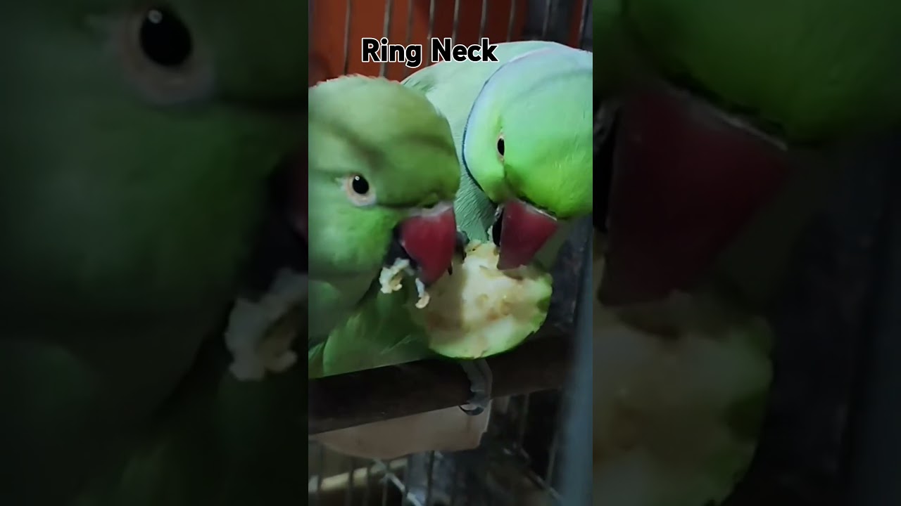 Indian Ring Neck # Isko Na pale 