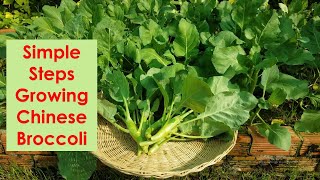 Learn to grow Chinese broccoli with simple techniques