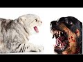 Best Cat Attacks HD Video Ever! Wild Cats Attack Birds, Bear, Snake, Hare...