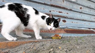 A hungry stray cat meows loudly looking for food on a sandy beach. ASMR