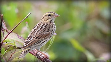 Savannah Sparrow (Passerculus sandwichensis)
