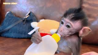 Al aprender a sostener una botella de leche y beber por sí solo, el pequeño mono Alan necesita ayuda