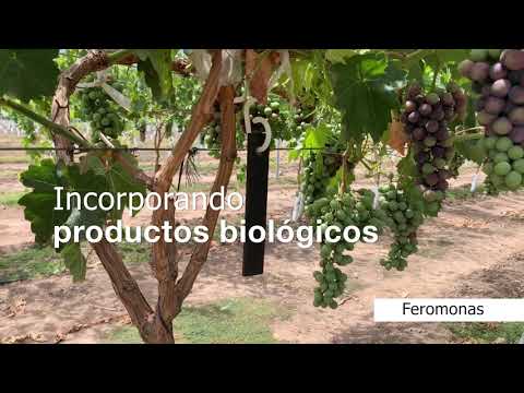 Video Corporativo Syngenta